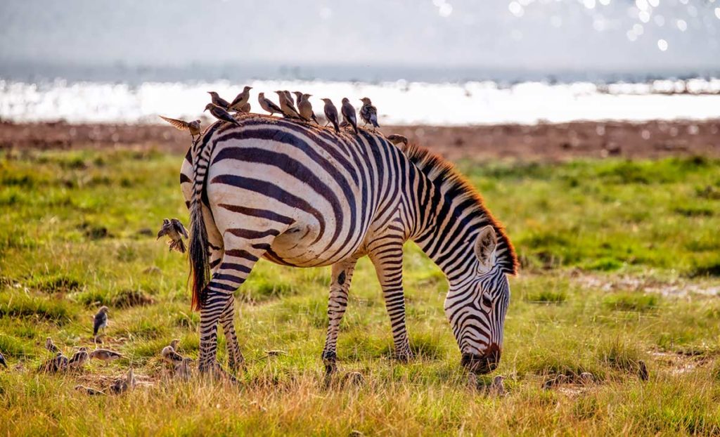 Gu a De Viaje A Kenia Naturaleza En Estado Vivo Gu a De Viaje A Kenia Naturaleza En Estado Vivo