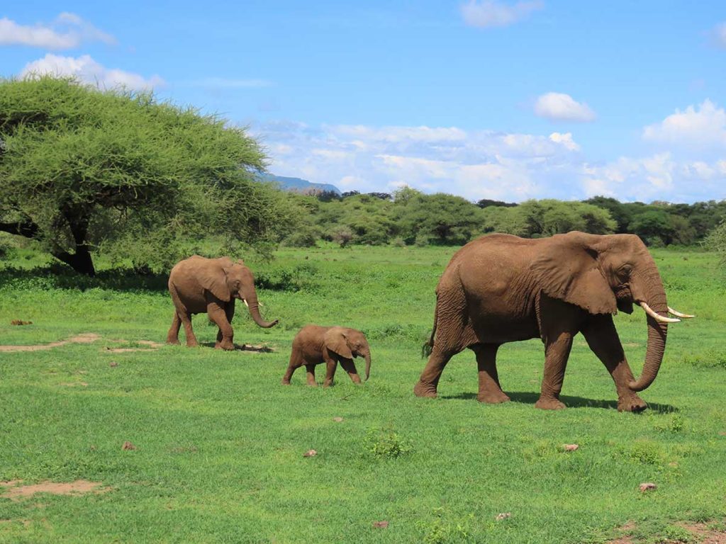 Gu a De Viaje A Kenia Naturaleza En Estado Vivo Gu a De Viaje A Kenia Naturaleza En Estado Vivo