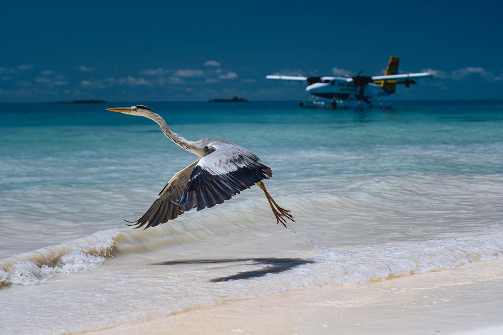 Fauna de Islas Maldivas - oferta de viaje
