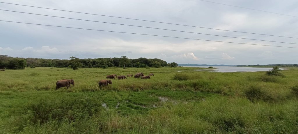Viajar a Sri Lanka 8 días de aventuras, naturaleza y cultura en la perla del Índico