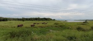 Viajar a Sri Lanka 8 días de aventuras, naturaleza y cultura en la perla del Índico