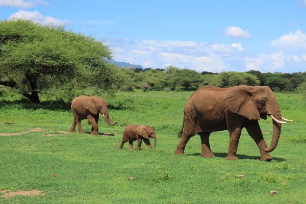Elefantes - guía de viaje a Tanzania y Kenia