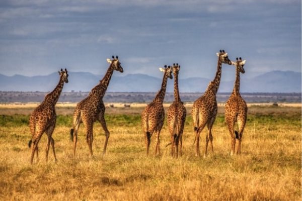 Encuentro cercano con jirafas en Nairobi