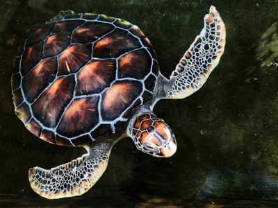 Manglares, tortugas y su costa tropical