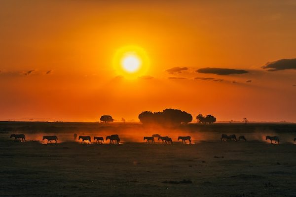 Oferta de viaje a Kenia - atardecer en safari