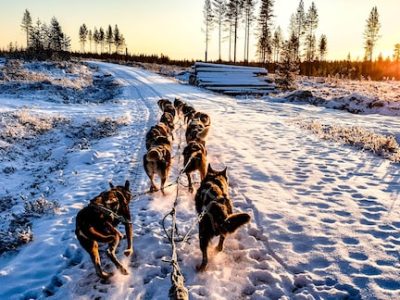 Oferta viaje Laponia - trineo huskys