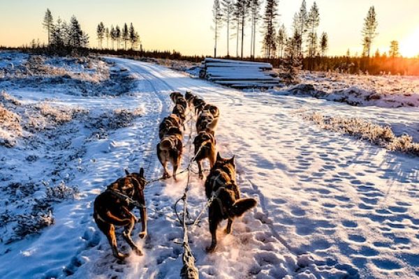 Oferta viaje Laponia - trineo huskys