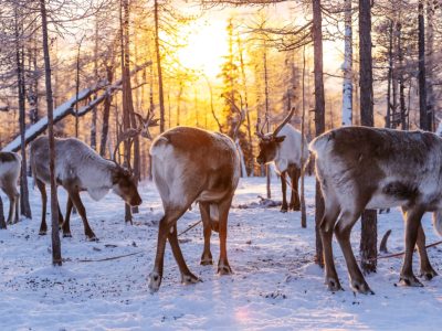 Visita a granja de renos y paseo en trineo.